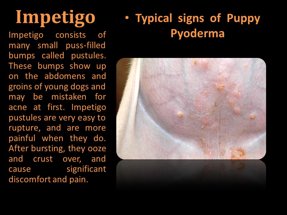 Presentation Puppy Pyoderma ppt download